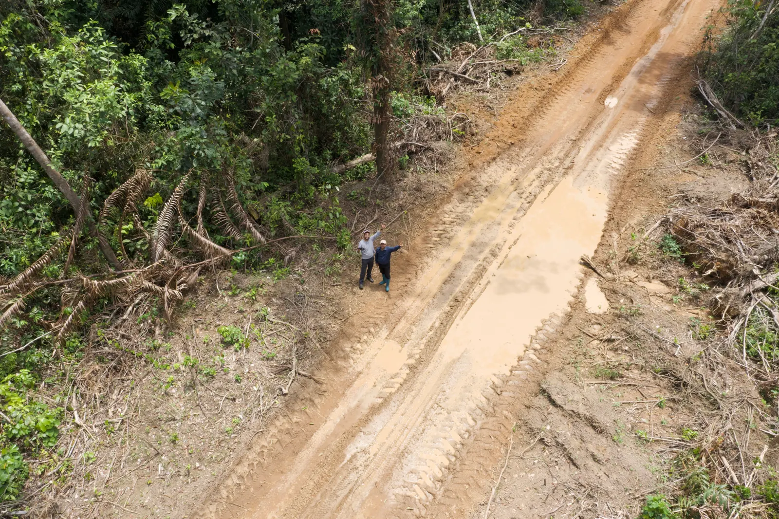 Aerial view of forest extraction road in AW&L concession, Liberia