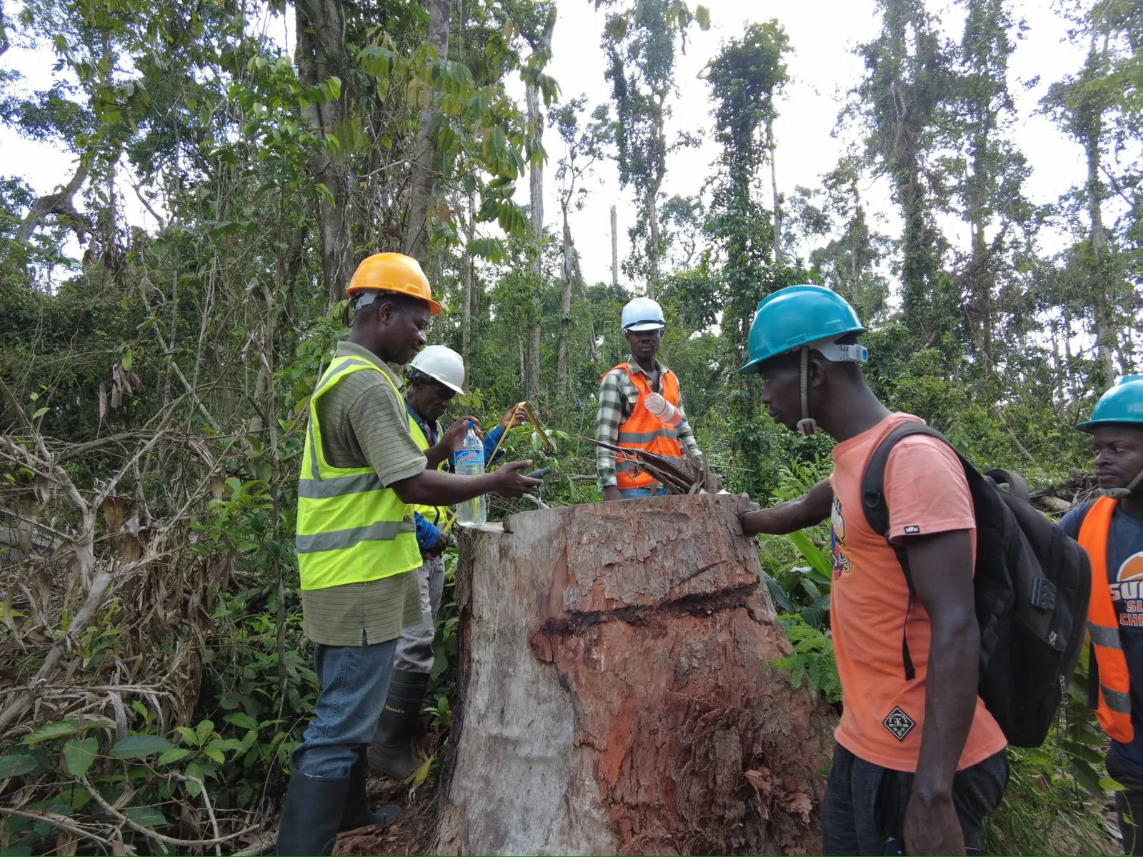 Log inspection at harvest site in AW&L community forest concession
