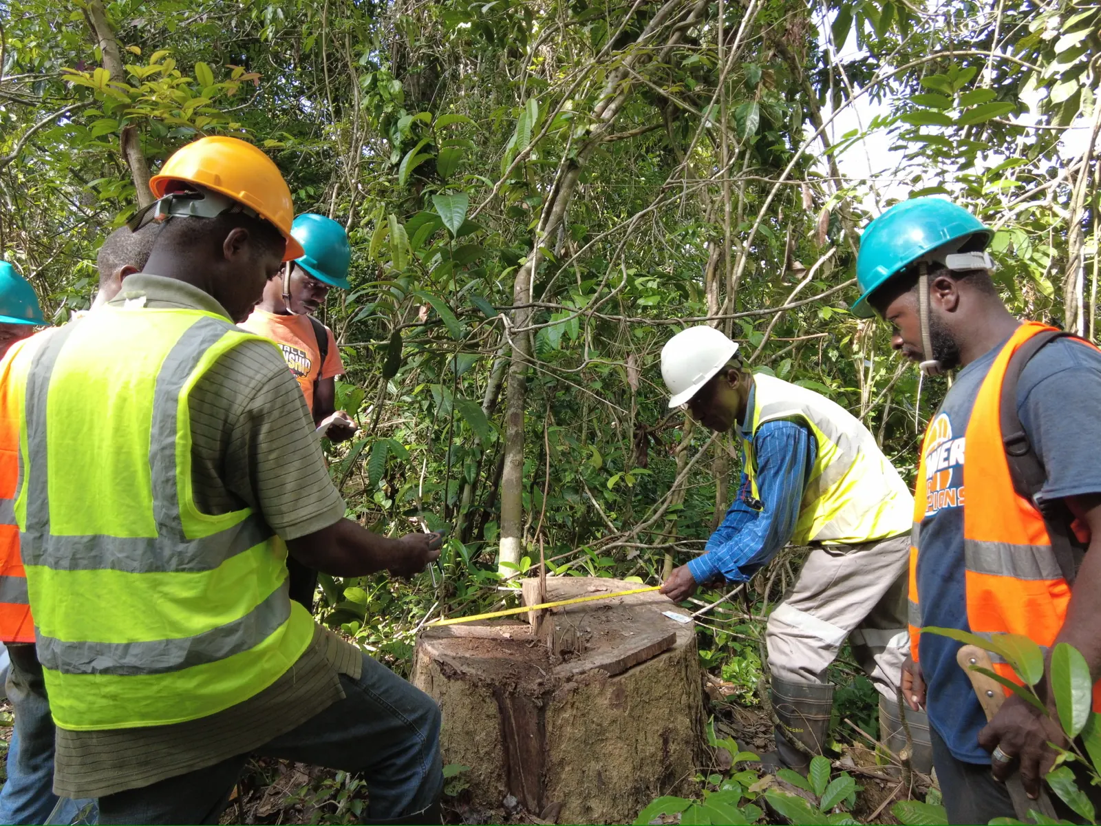 Independent inspectors verifying a stump in AW&L concession, Liberia